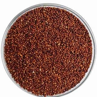 Ragi Finger Millet 500 gm