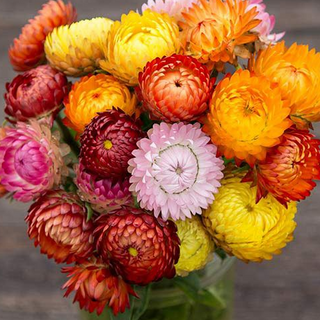Flowers, Strawflower 