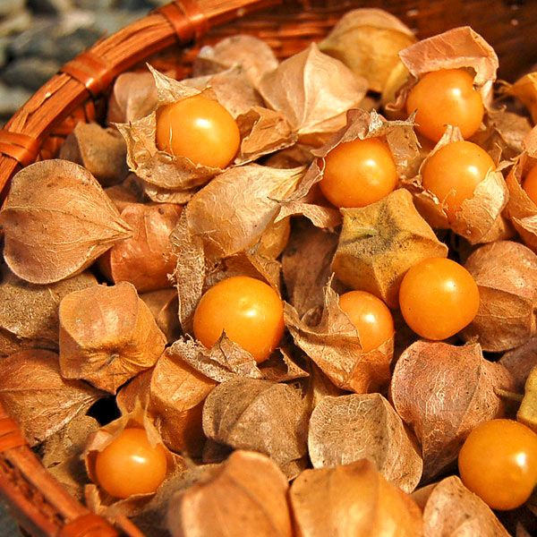 Ground Cherry Plants