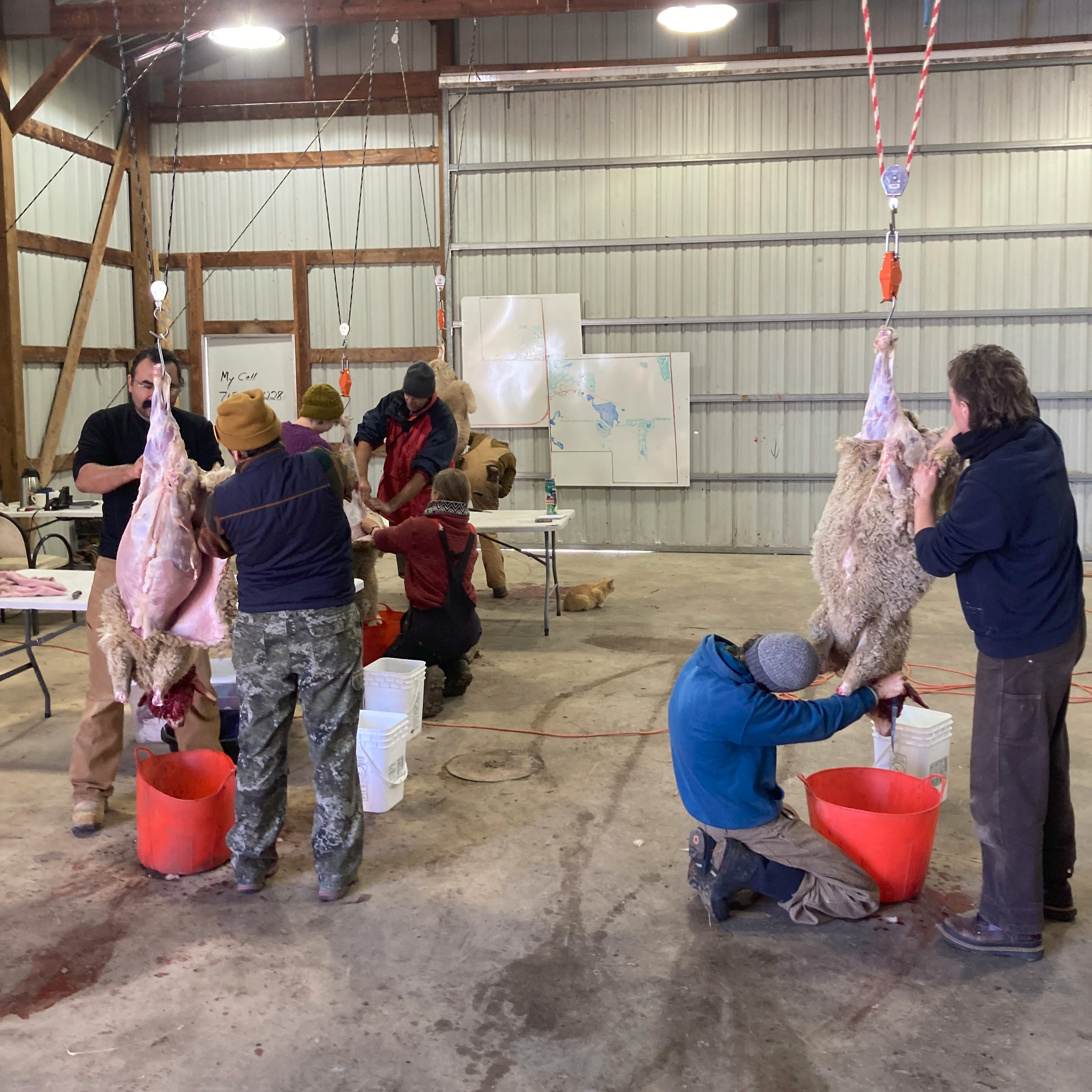 AFTERNOON 2025 Slaughter / Butcher Class Nov 8 & Nov 15, 1:00 pm - 6:00 pm
