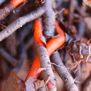 Dye plants, Madder