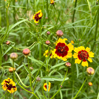 Dye plants, Dyer's Coreopsis