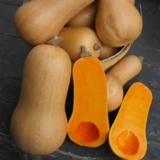 Winter Squash Plants
