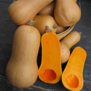 Winter Squash Plants