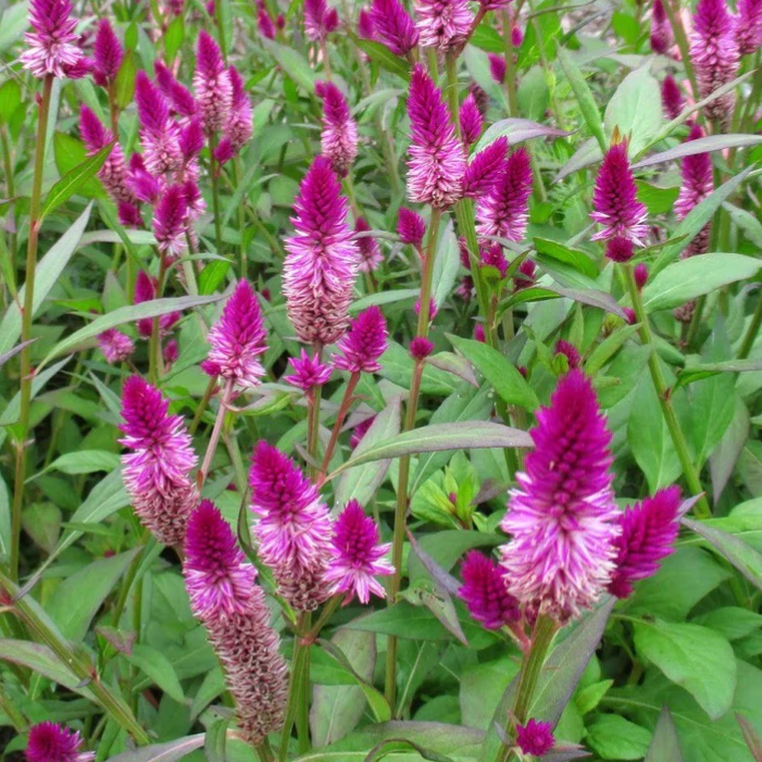 Flowers, Celosia