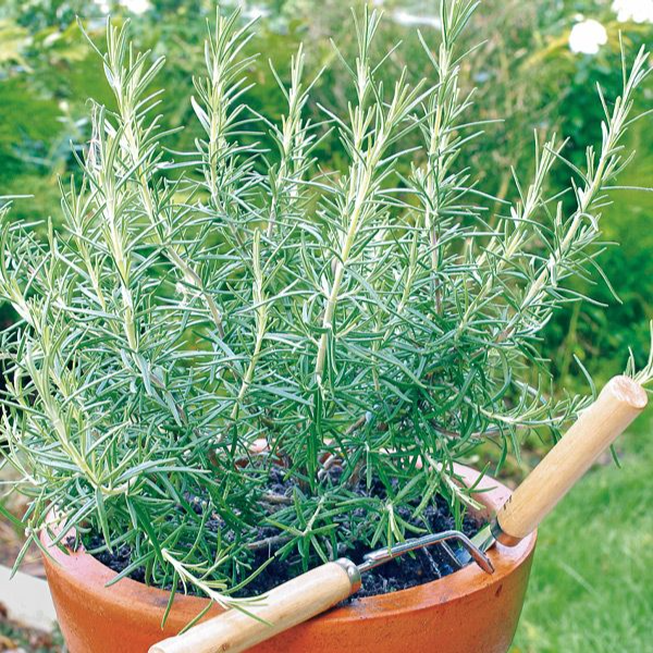 Rosemary Plants