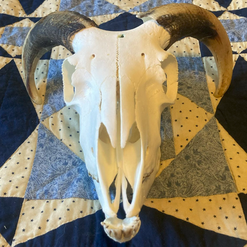 Sheep Skull with Horns #3