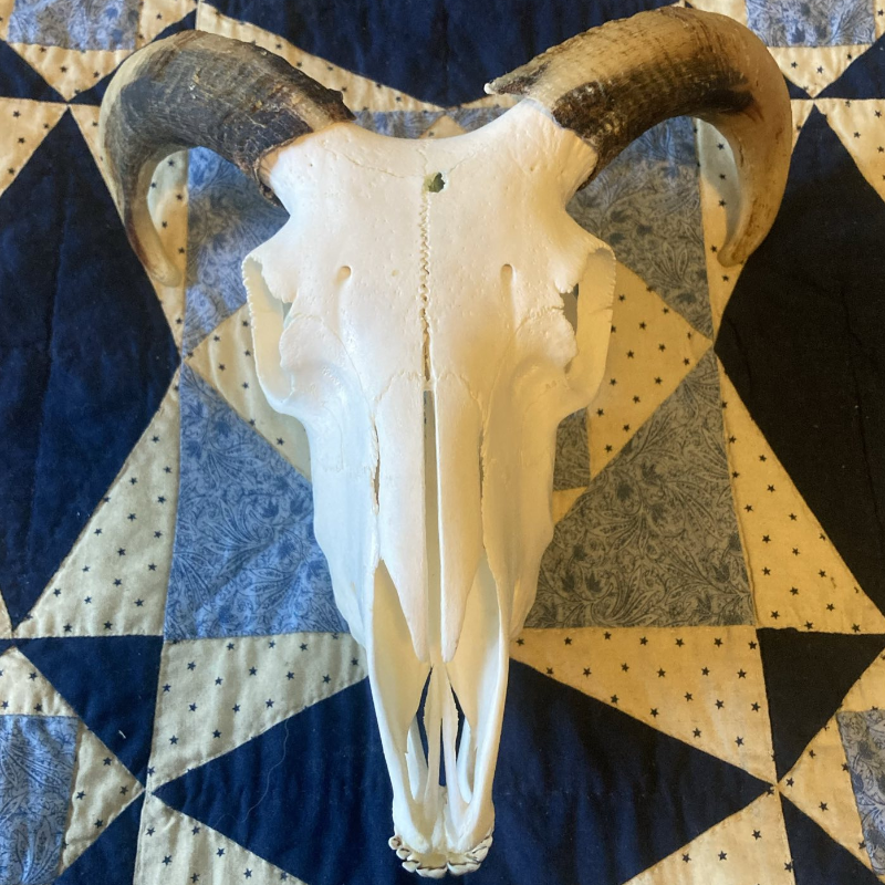 Sheep Skull with Horns #3
