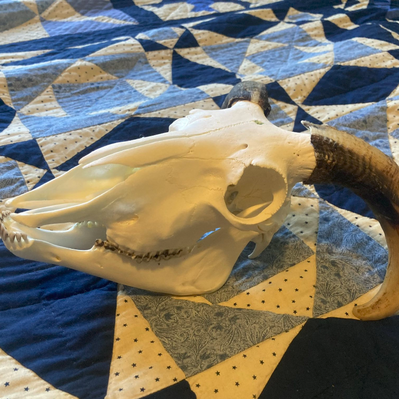 Sheep Skull with Horns #3