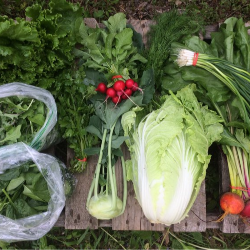 Large CSA Share - Summer Season