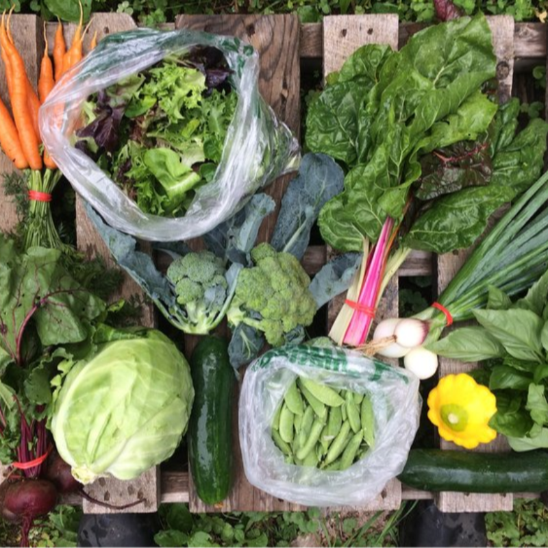 Large CSA Share - Summer Season