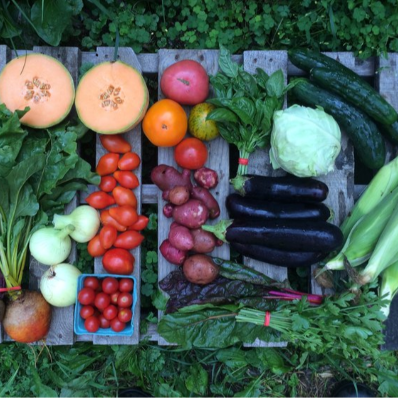 Large CSA Share - Summer Season