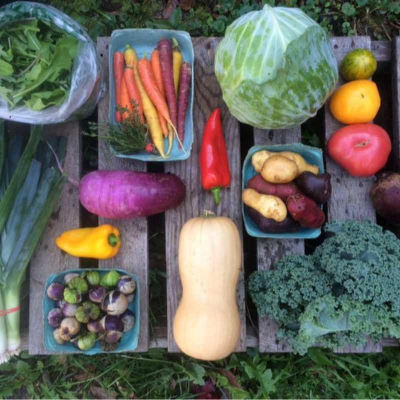 Large CSA Share - Summer Season