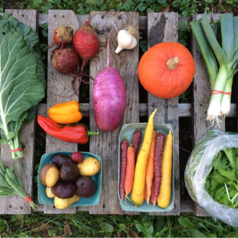 Small CSA Share - Summer Season