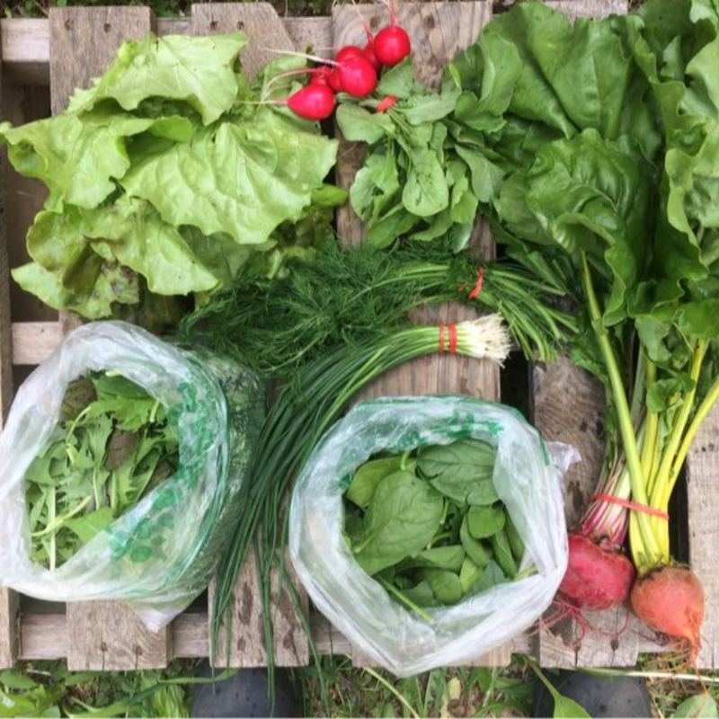 Small CSA Share - Summer Season