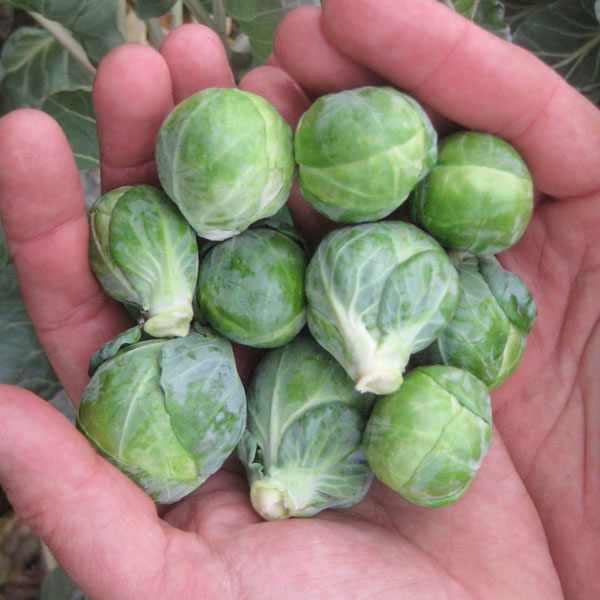 Brussel Sprout Plants - 4 pack