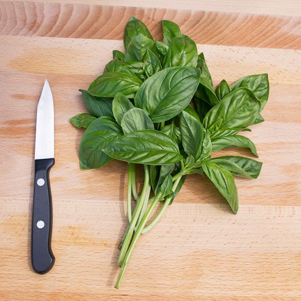 Basil Plants