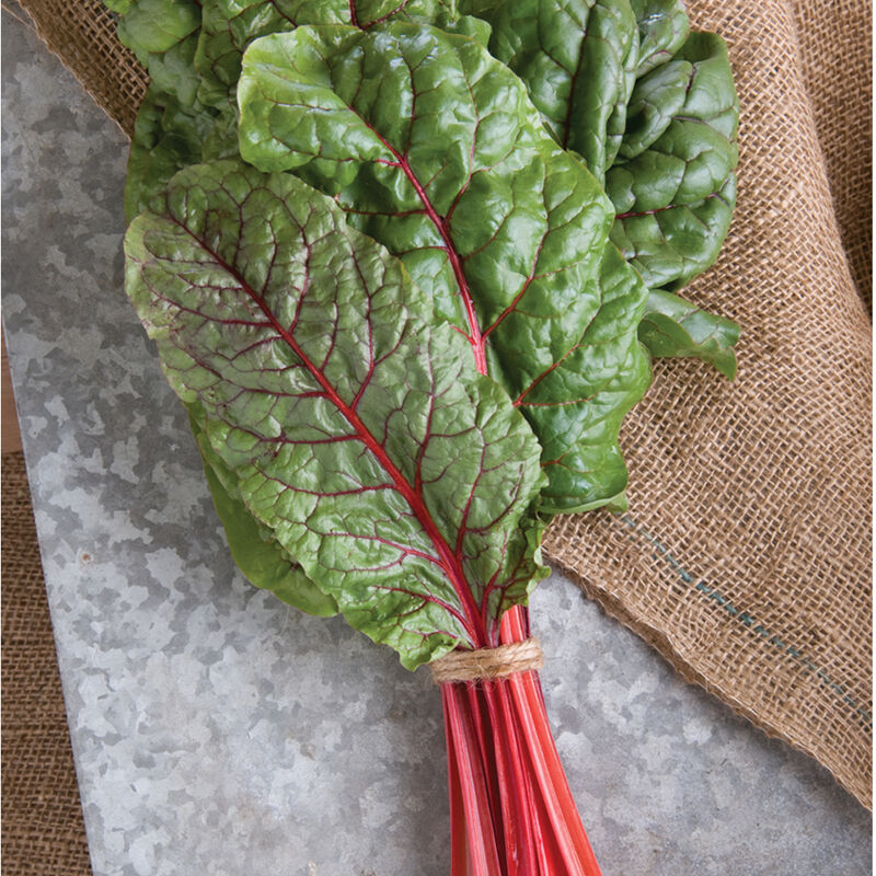 Red Chard Plants - 4 pack