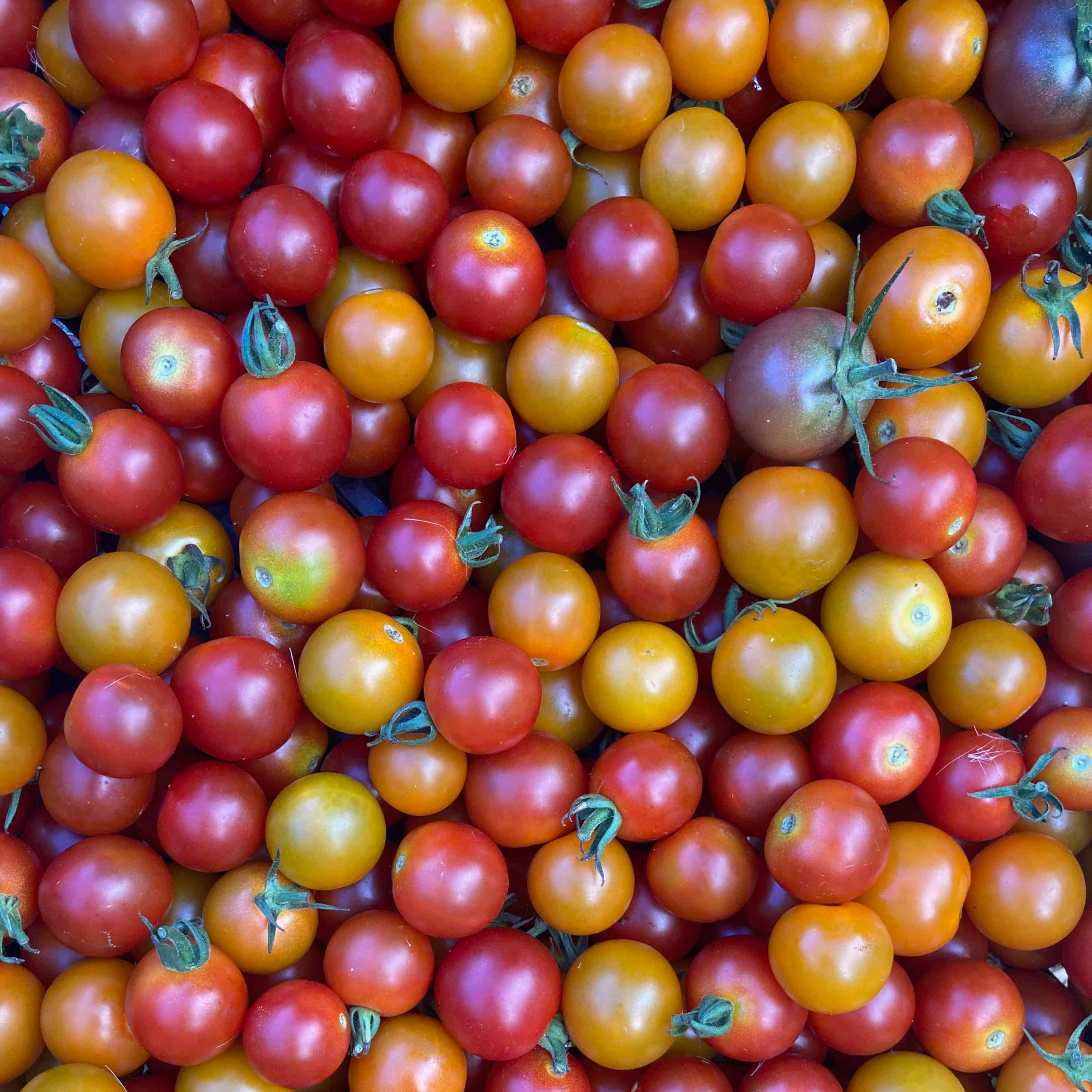 Tomato plants, cherries