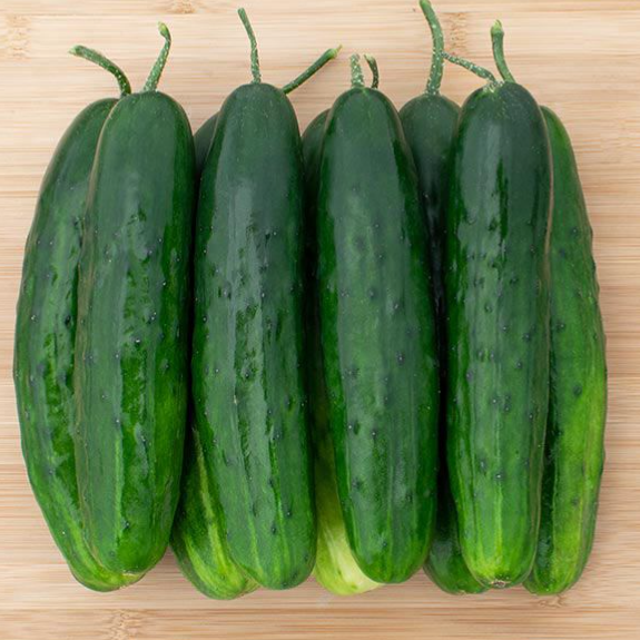 Cucumber plants