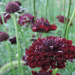 Dye plants, Black Knight Scabiosa