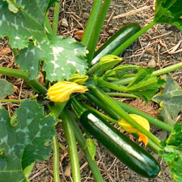 Zucchini Plants