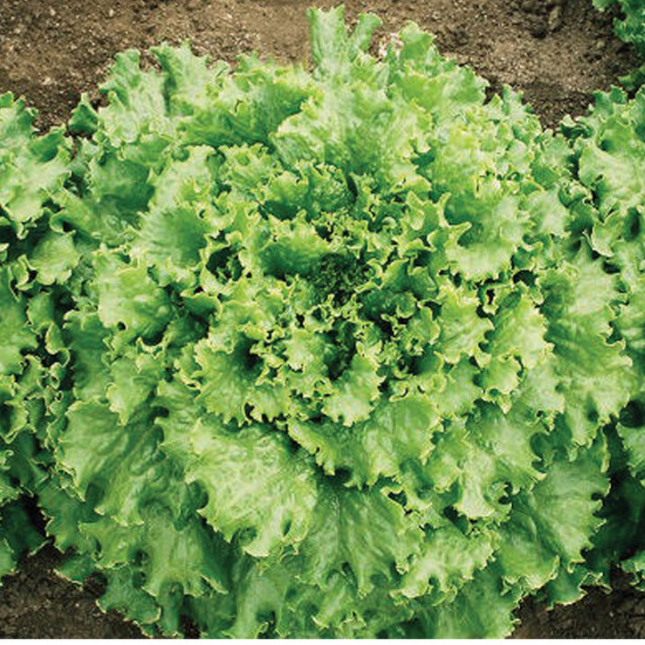 Lettuce Plants- 4 pack