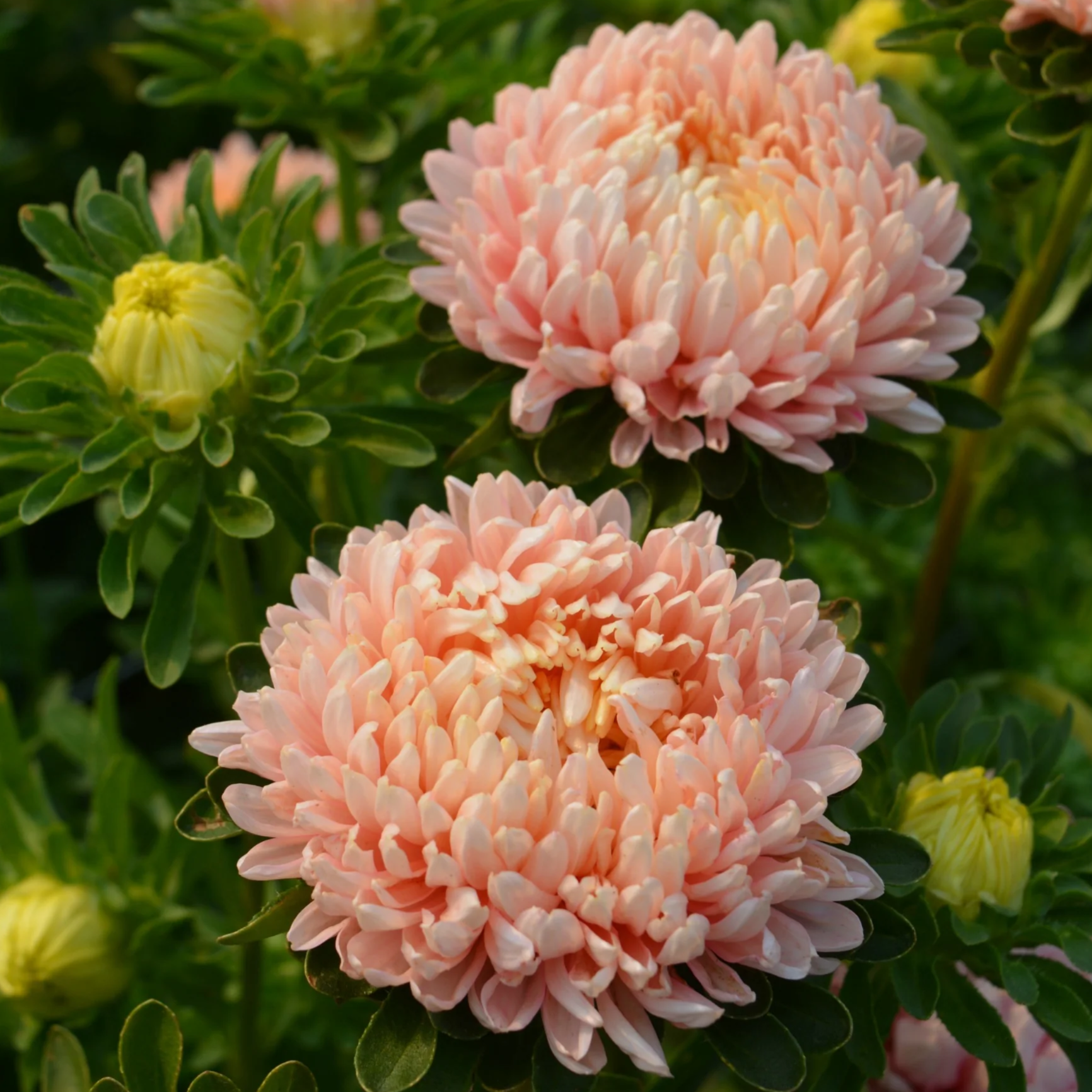 Flowers, China Aster 