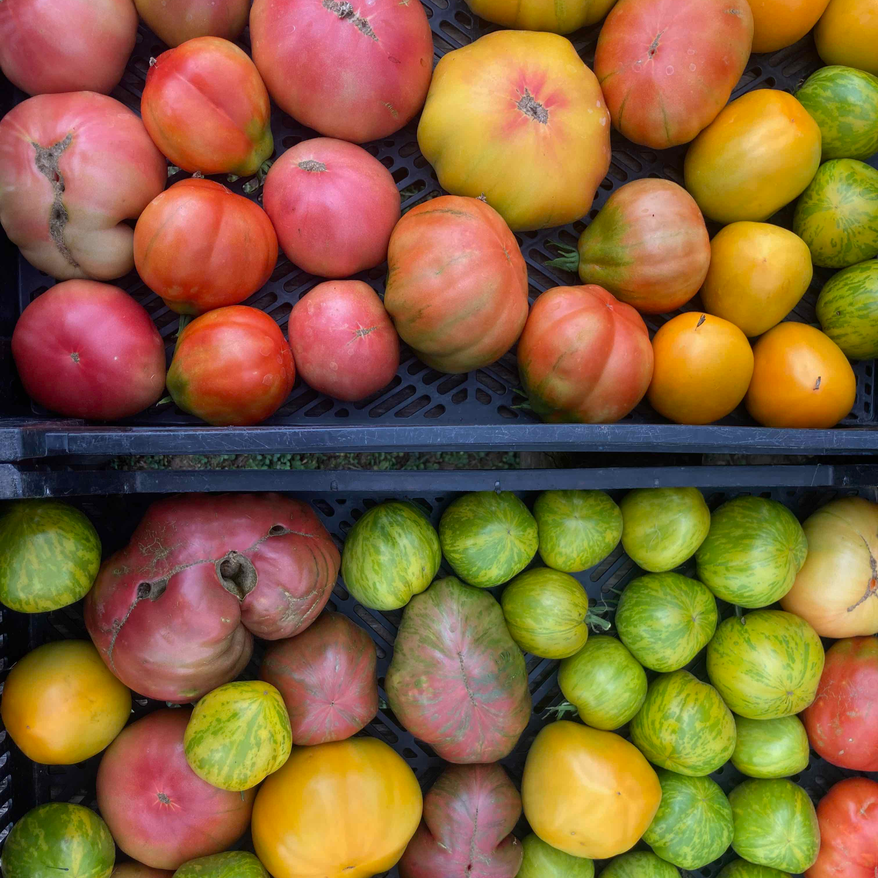 Tomato plants, Heirlooms