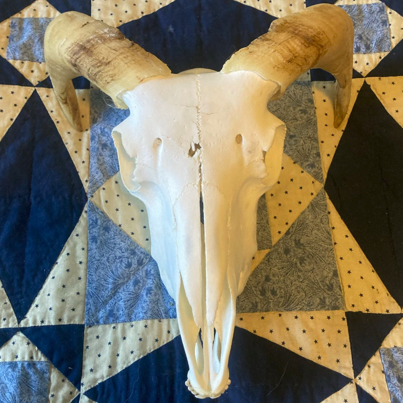 Sheep Skull with Horns #2