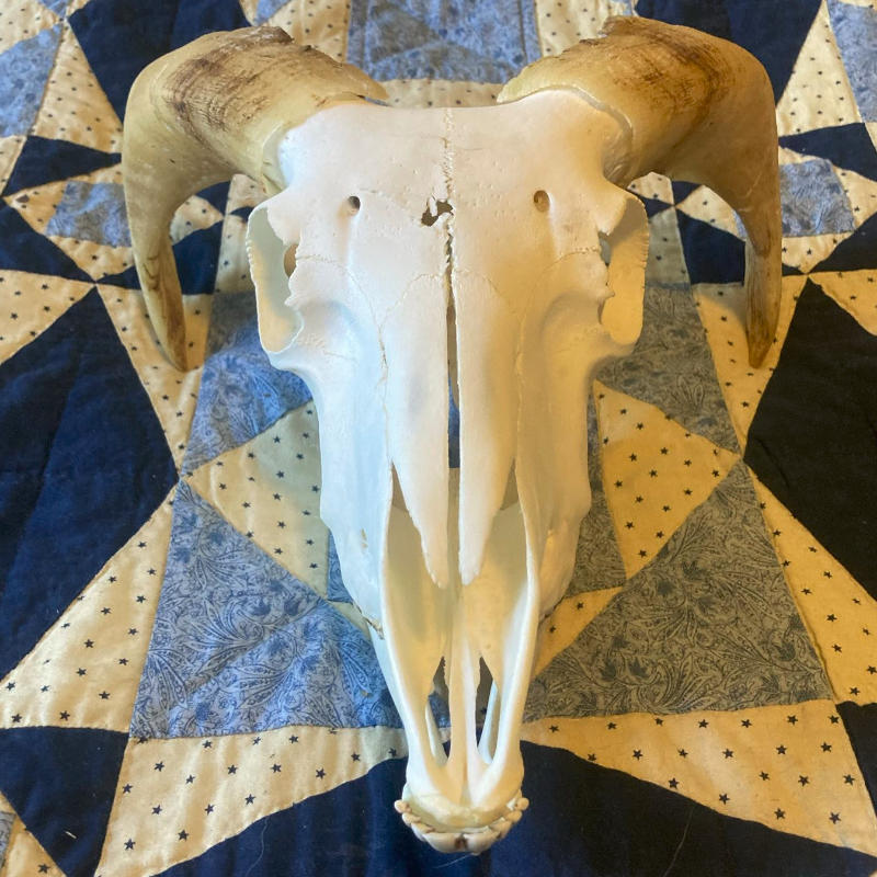 Sheep Skull with Horns #2