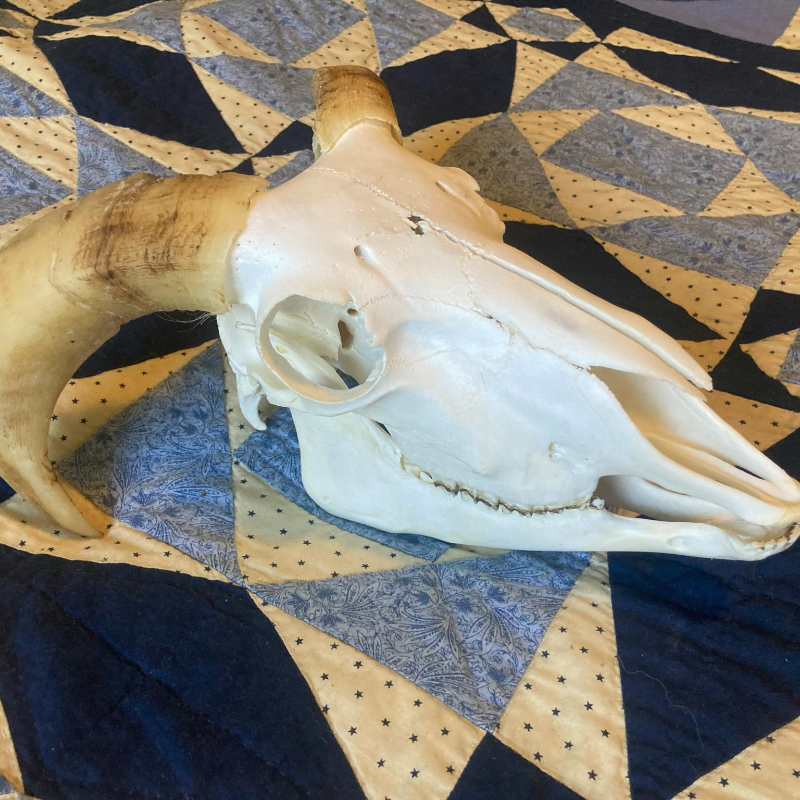 Sheep Skull with Horns #2