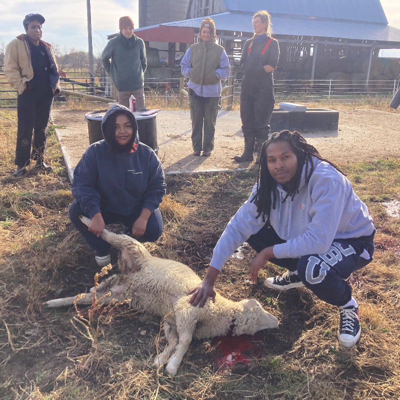 AFTERNOON 2025 Slaughter / Butcher Class Nov 8 & Nov 15, 1:00 pm - 6:00 pm