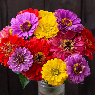 Flowers, Zinnias mixed color 4-pack