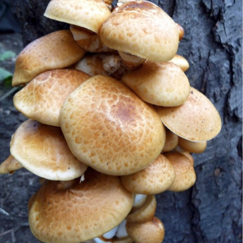 Mushroom Share Add-on