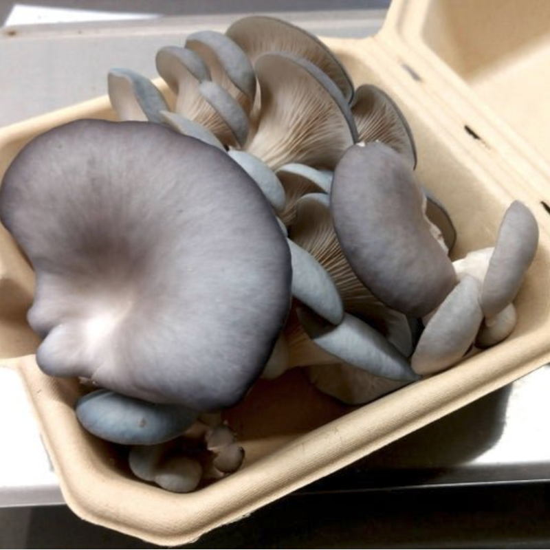 Mushroom Share Add-on