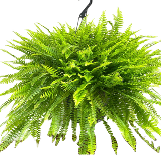 1 BOSTON FERN