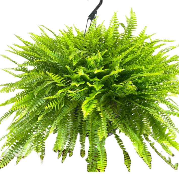 1 BOSTON FERN