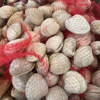 Clams Middleneck (25 count/ bag)