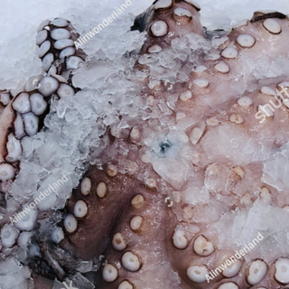 Spanish Octopus Frozen
