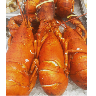 Lobster - Live (under 2lbs)