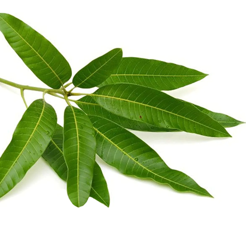 Mango Leaves 10 leaves in a pack
