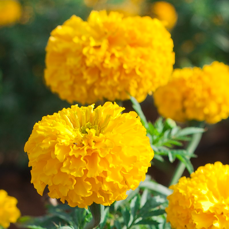 Marigolds packaged in 100 gms weight 