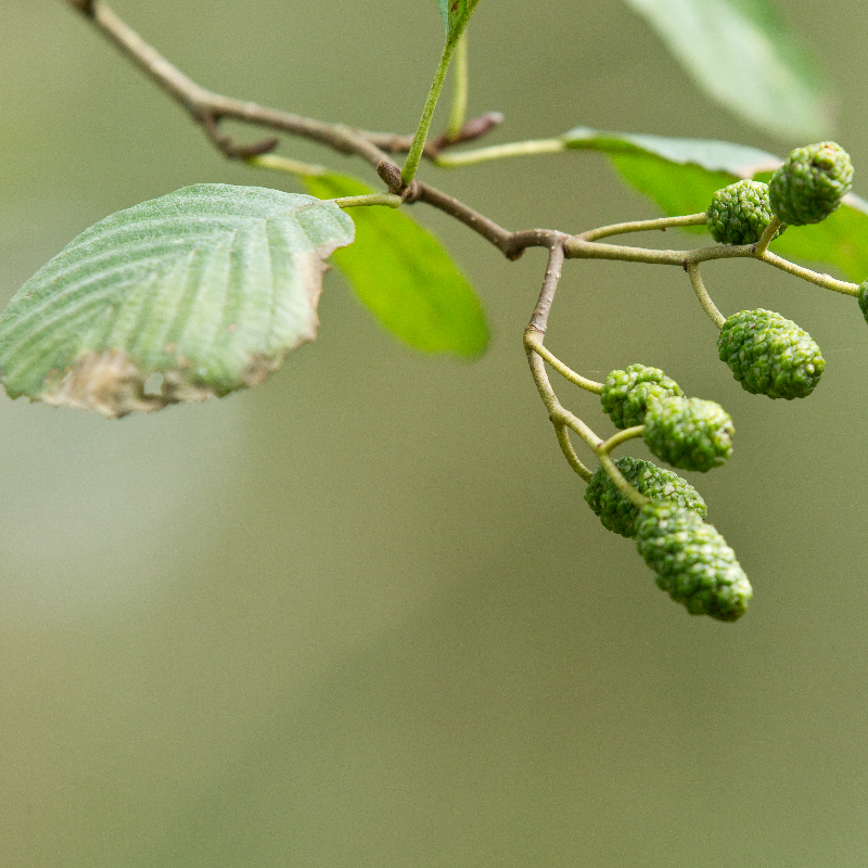 Zwarte els (x25 stuks)