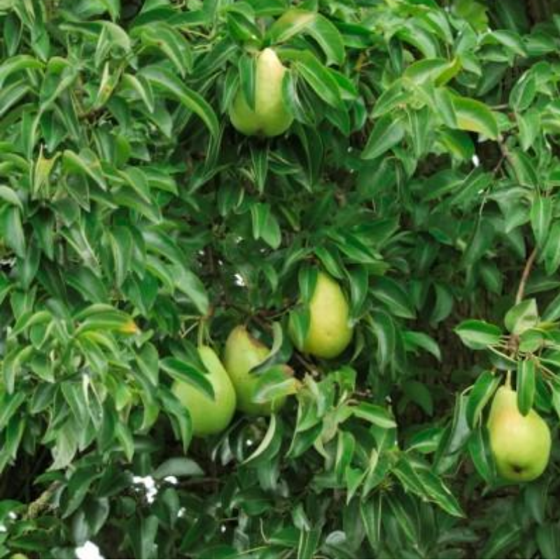 Wilde peer (x5 stuks)