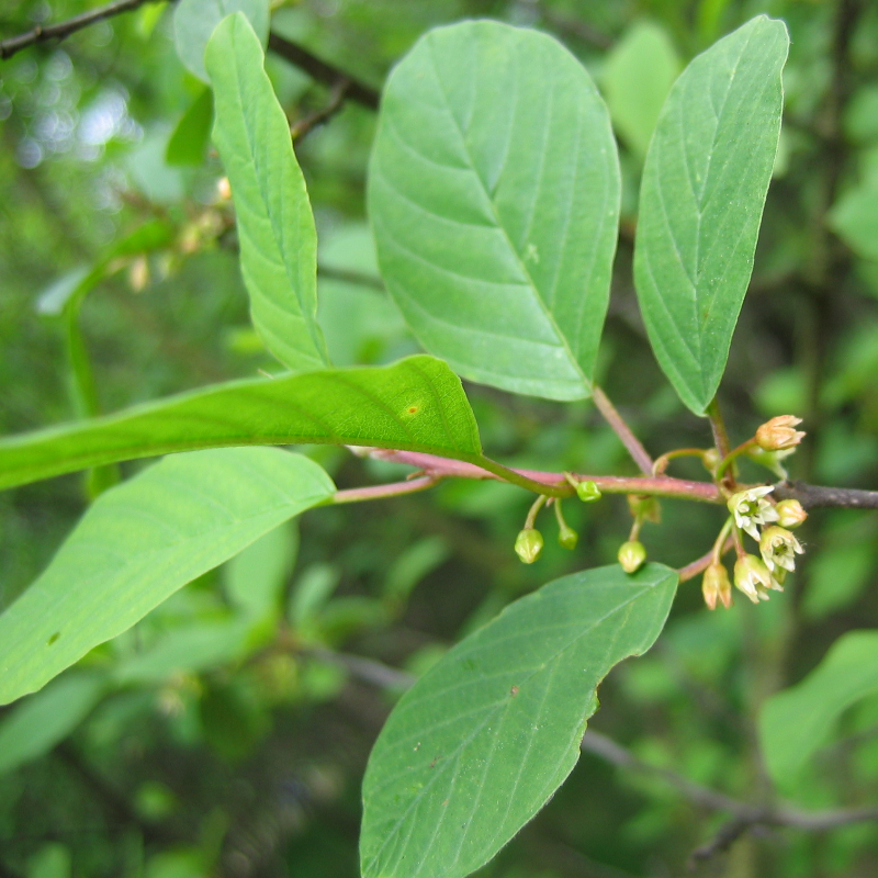 Vuilboom, sporkehout (x25 stuks)
