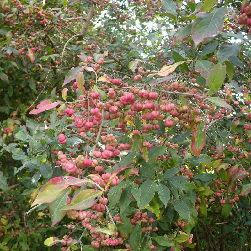 Wilde kardinaalsmuts (x5 stuks)