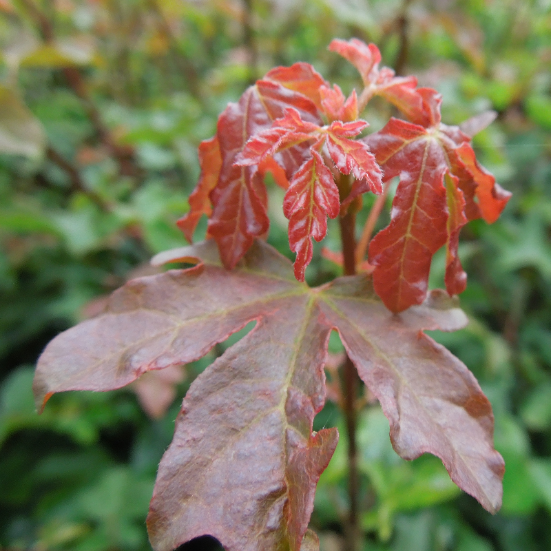 Veldesdoorn, Spaanse aak (x25 stuks)