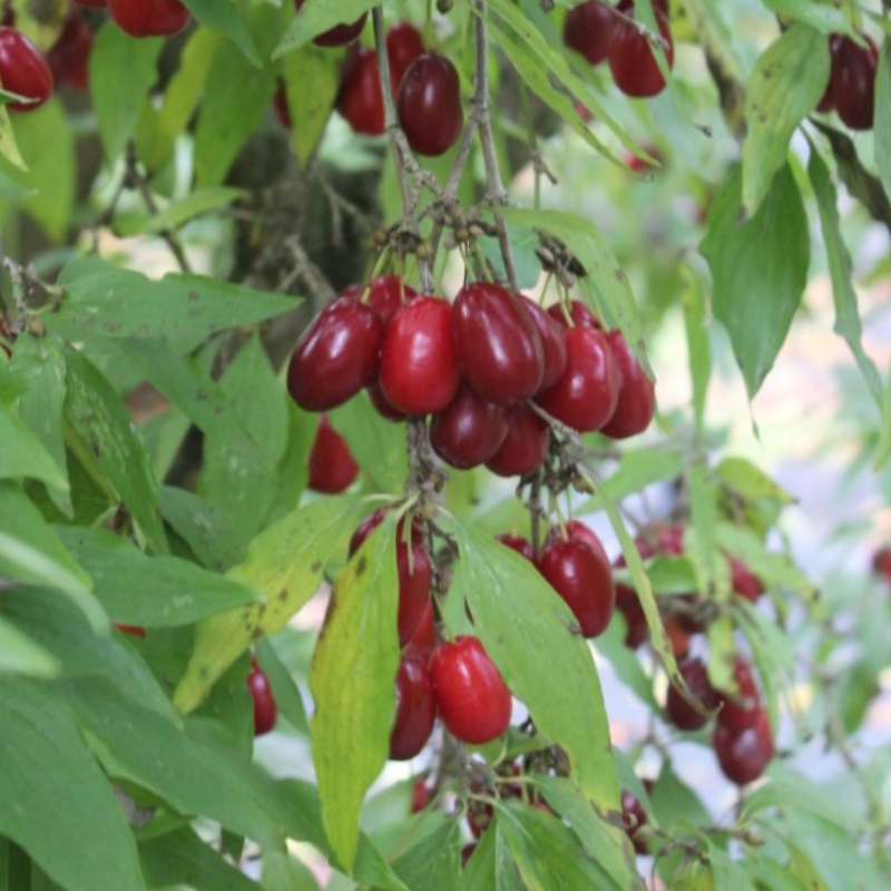 Zoete kers (cultivar) (max. 2)