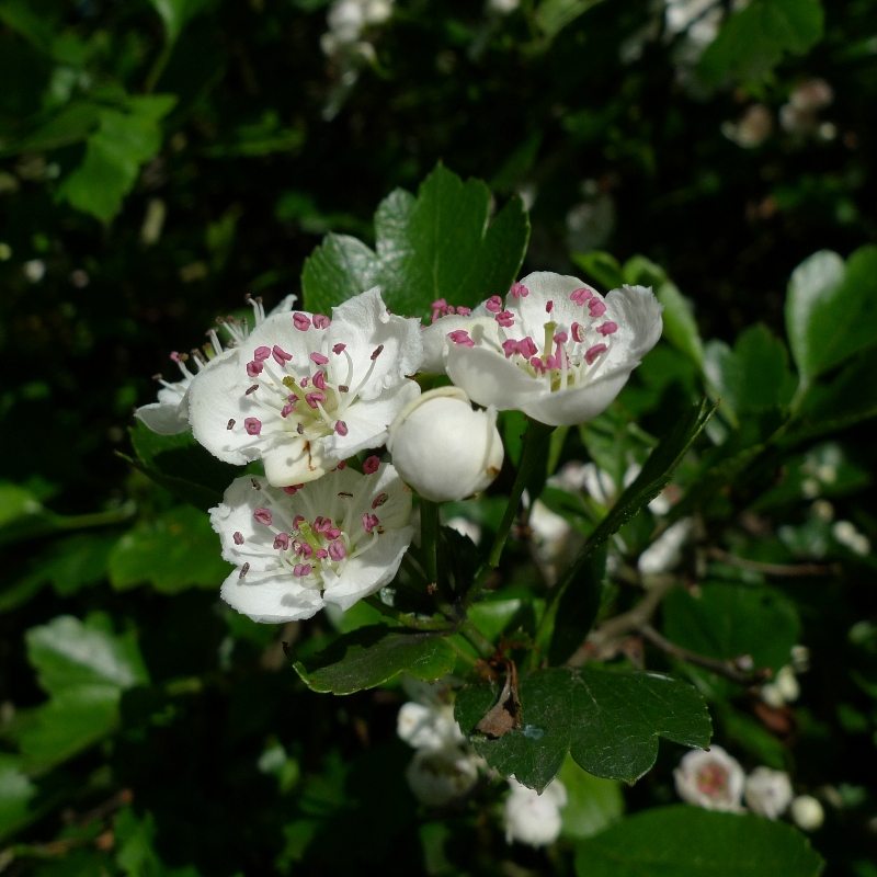 Meidoorn (eenstijlig) (x25 stuks)